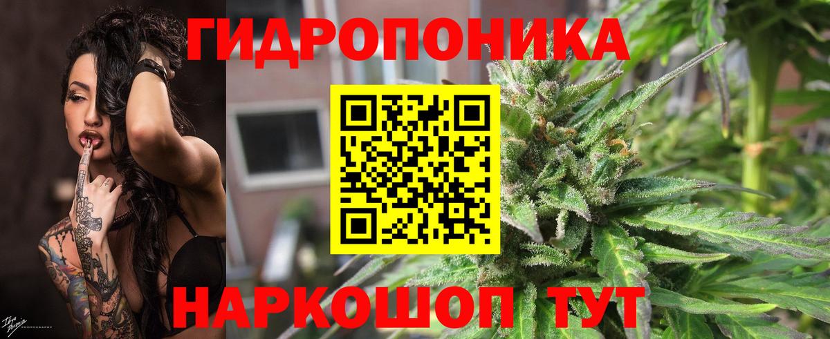 Каннабис семена Аша